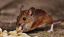 24 Hour & Emergency Exterminators in Battle Creek, MI